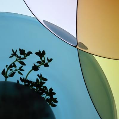 Transparences éphémères - Thym 2.jpg